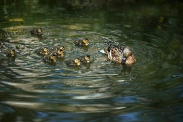 Duck with ducklings swim. 