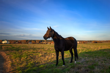 Alone horse on the field. Russia.