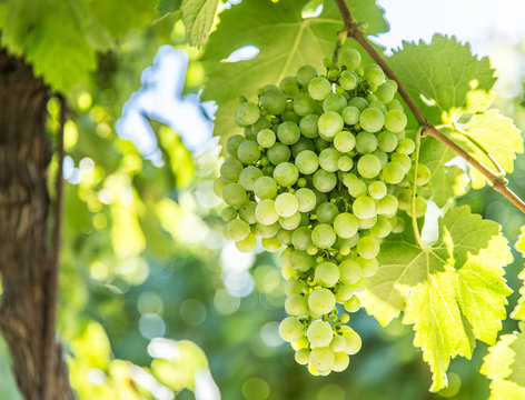 Wine grapes on the vine.