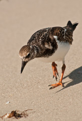 Sea bird walking to find next meal