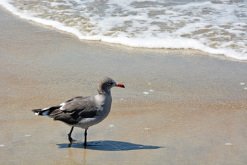 Seagull on the Pacific ocean shore