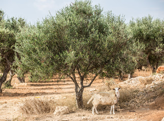 Olive trees garden. Village on the background.