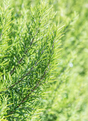 Rosemary herb in the garden. Closeup.