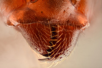 Extreme magnification - Ant jaws