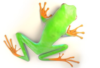 red eyed tree frog from tropical rainforest of Costa Rica isolated on white. Agalychnis callidrias. 3d illustration