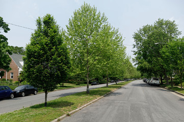 Residential neighborhood homes, median strip, trees, and street. Focus on street.