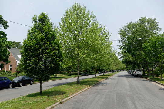 Residential Neighborhood Homes, Median Strip, Trees, And Street. Focus On Street.