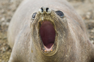 Elephant seal, Patagonia Argentina