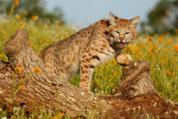 Bobcat standing on a log