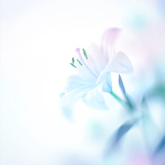 Obraz na płótnie Canvas Beautiful lily flower