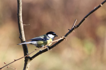 On the branch with buds sitting titmouse 