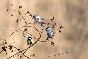 A flock of small birds on the branches of a plant