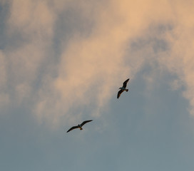 Seagull on flight