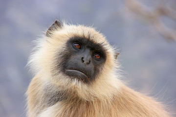 Portrait of gray langur sitting in  Amber Fort near Jaipur, Raja