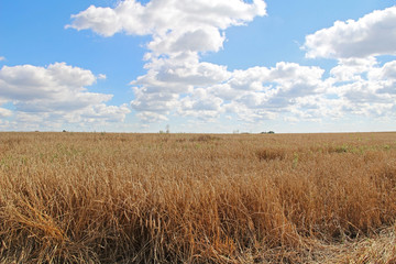 Gold wheat field and blue sky.