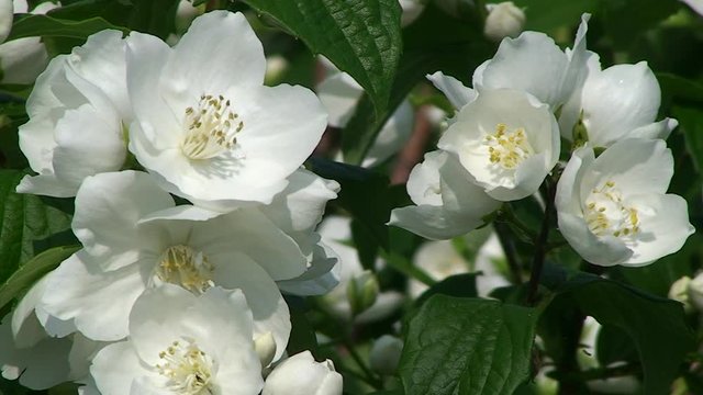 Die wei&szlig;en Bl&uuml;ten des Jasminstrauches bewegen sich im Wind