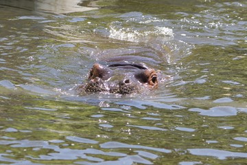 hippo