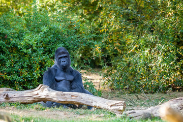 The silverback gorilla