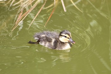 baby duck