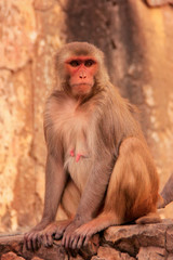 Rhesus macaque sitting near Galta Temple in Jaipur, Rajasthan, I