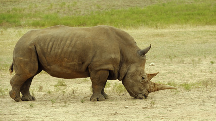 Southern White Rhinoceros standing in dry grassland