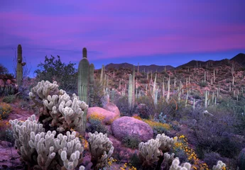 Tuinposter Saguaro-zonsondergang © Eric