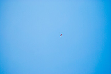 Seagull in blue sky