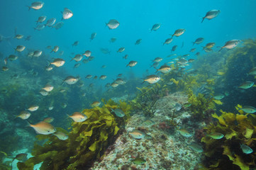 Naklejka na ściany i meble School of sweep Scorpis lineolata above rocky reef partially covered with kelp.