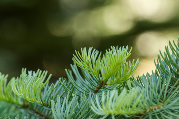 Red fir (Abies magnifica) needles on a blurred background