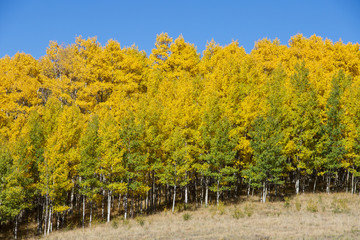 Perfect line of yellow Colorado Aspen trees