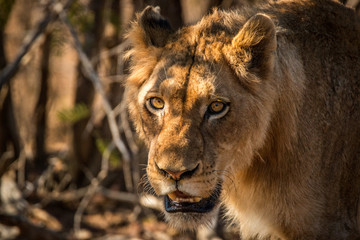 Starring Lion in the Kruger National Park, South Africa.