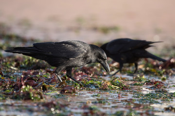 Carrion Crow, Crow, Corvus Corone