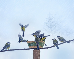 Fototapeta premium birds in winter