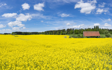 Großes blühendes Rapsfeld an einer offenen Scheune in der Nähe eines Waldrandes 