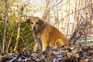 Red-haired dog lying on fallen leaves