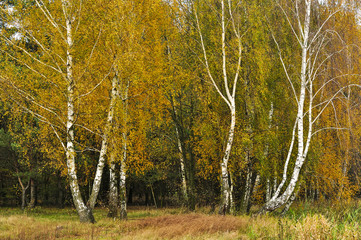 Jesień w lesie © Grzegorz Polak