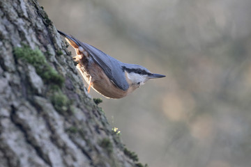 Nuthatch, Sitta europaea