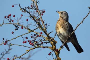 Fieldfare, Turdus pilaris