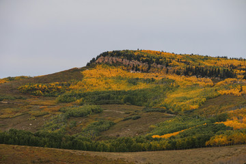 Yellow aspen trees blanketing Colorado mesa