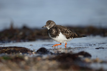 Turnstone, Arenaria interpres