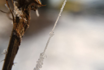 Macro crystals of snow. Slovakia