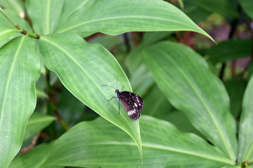 beautiful butterfly sitting on a green plant