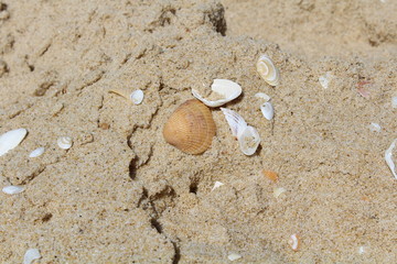 Fototapeta na wymiar sand beach 