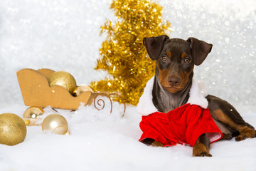 Weihnachtswelpe