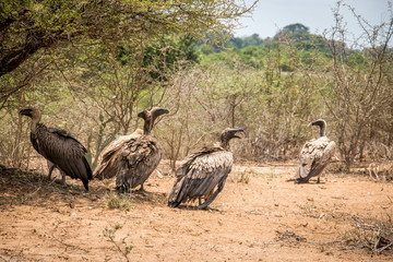 Resting White-backed Vulture in the Kruger National Park, South
