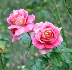 red rose