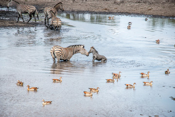 Fototapeta na wymiar Bonding Zebra in the Kruger National Park, South Africa.