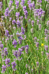 Fototapeta premium Motyl Polyommatus Icarus (łac. Polyommatus icarus) siedzący na kwiatach lawendy (łac. Lavandula)