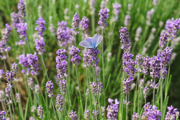 Butterfly Polyommatus Icarus (lat. Polyommatus icarus) sitting on blooming lavender (lat. Lavandula)