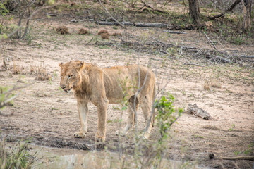 Drinking Lion in the Kruger National Park, South Africa.